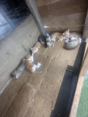 0-1 month Female Mixed Breed American Shorthair