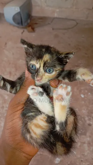 1-3 months Female Purebred Tabby