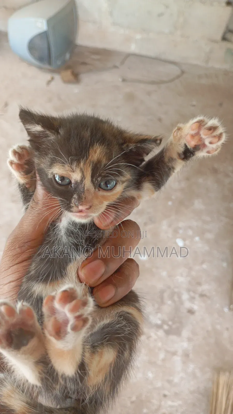 1-3 months Female Purebred Tabby