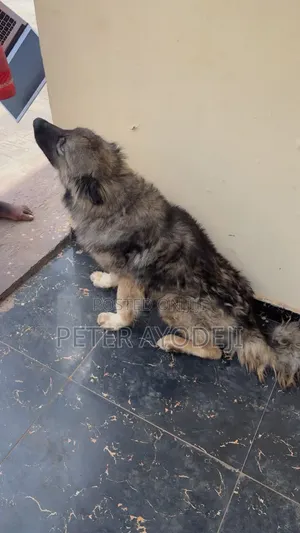1+ year Male Purebred Caucasian Shepherd