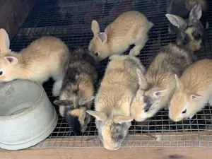 Rabbit Weaners