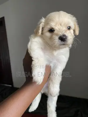 0-1 month Male Purebred Lhasa Apso