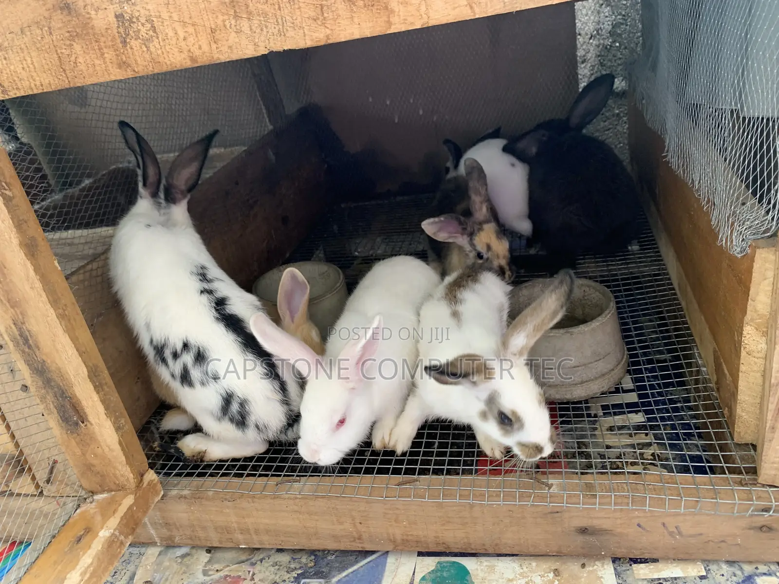 Rabbit Weaners