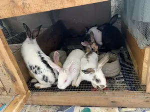 Rabbit Weaners