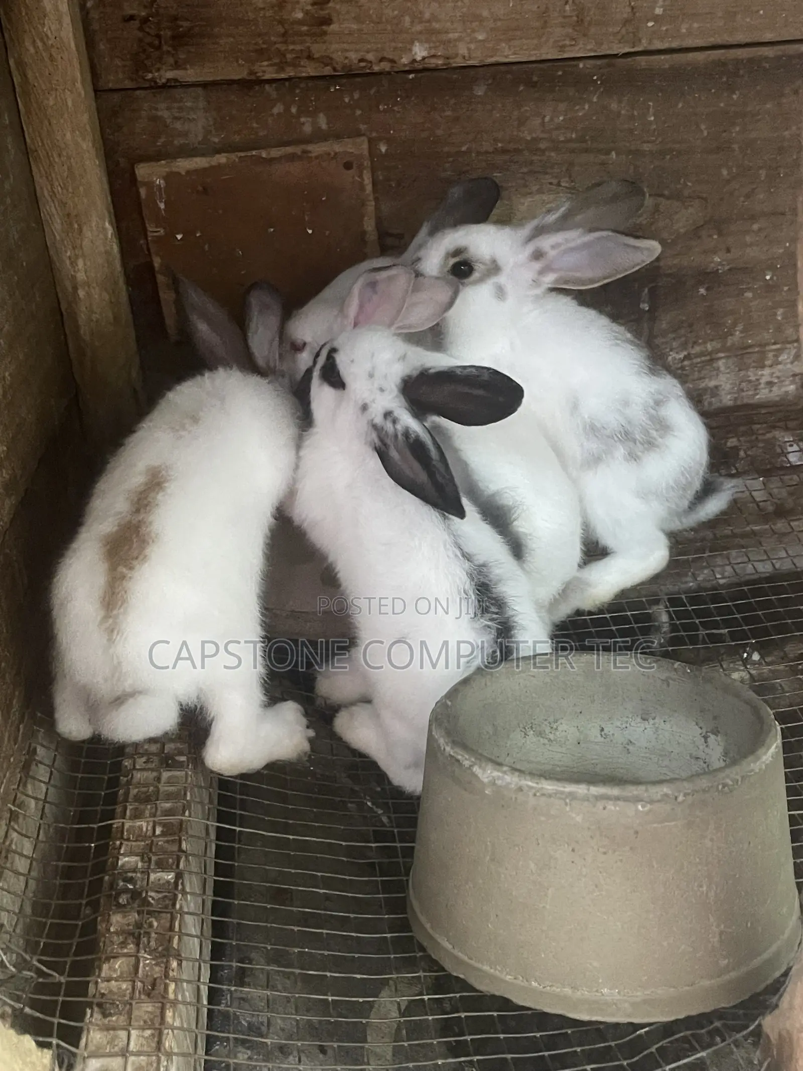 Rabbit Weaners