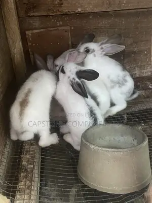 Rabbit Weaners
