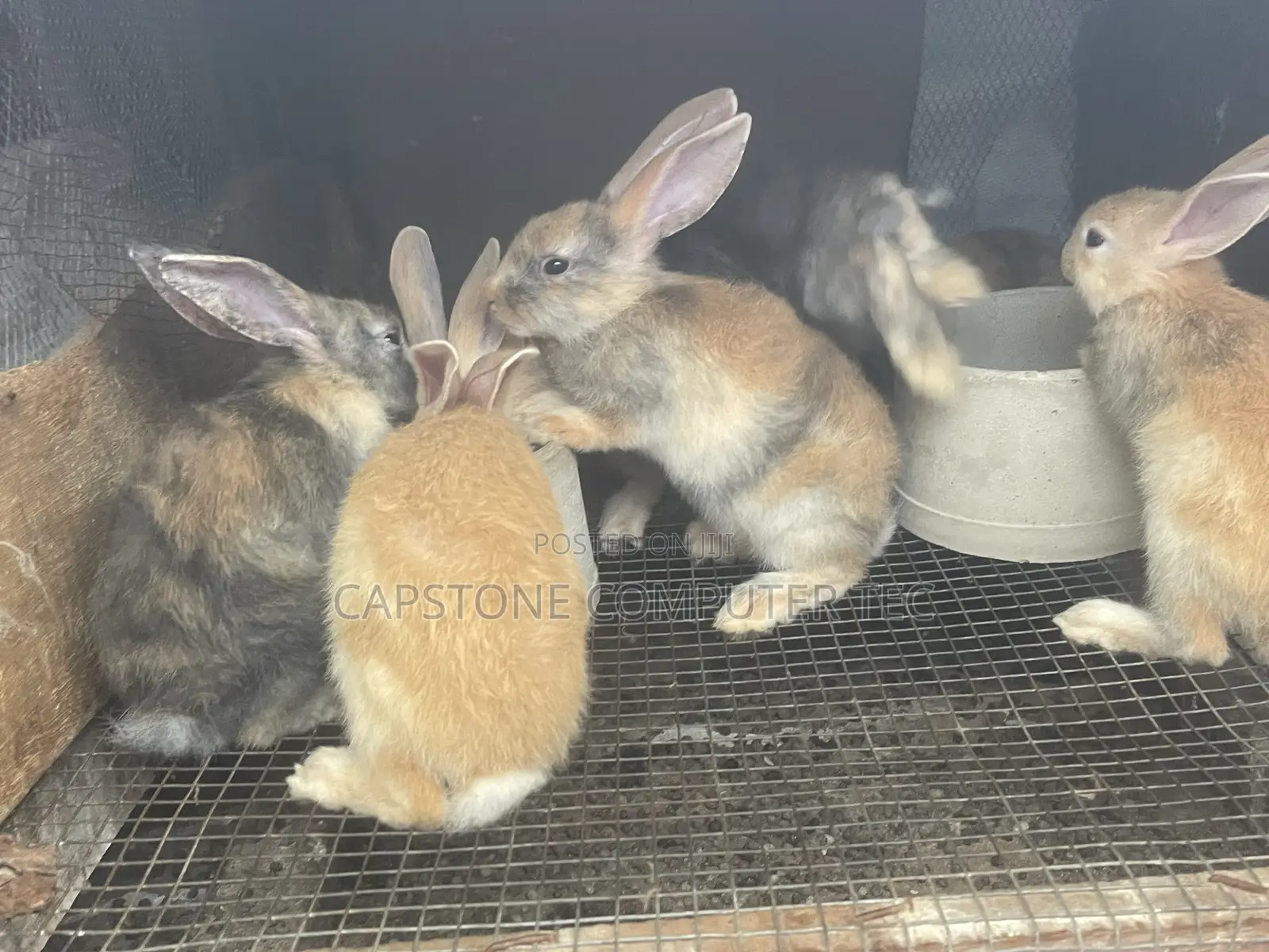 Rabbit Weaners
