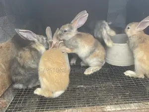 Rabbit Weaners