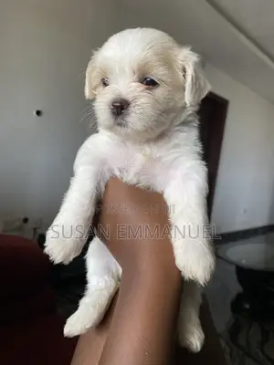 0-1 month Female Purebred Lhasa Apso