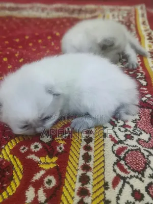 0-1 month Female Purebred Persian