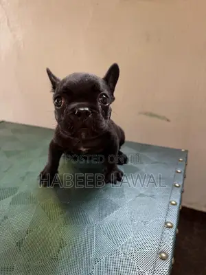 1-3 months Male Purebred French Bulldog