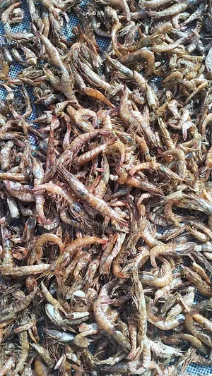 Foodstuffs
