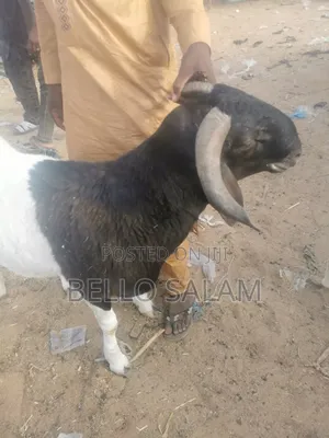 Cow, Ram, Carmel