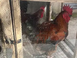 Fully Grown Healthy Noiler Chicken