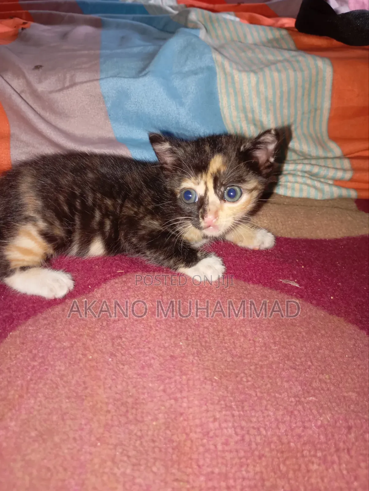 1-3 months Female Purebred Tabby