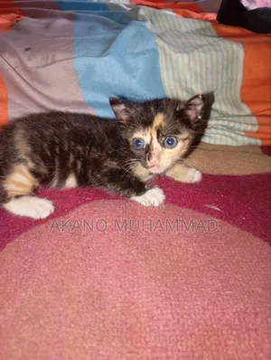 1-3 months Female Purebred Tabby