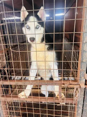 Husky Stud Services , Male for Crossing