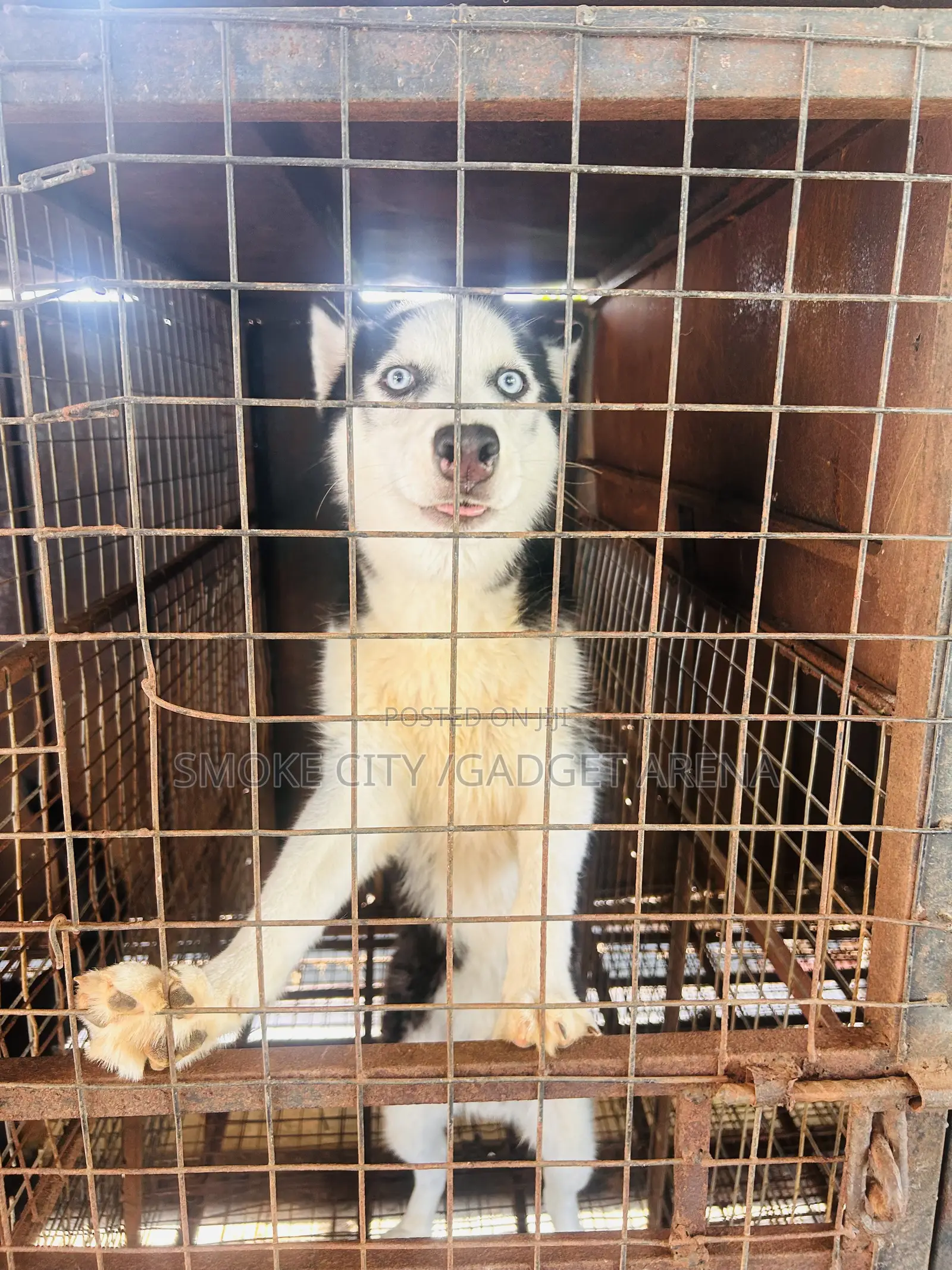Husky Stud Services , Male for Crossing