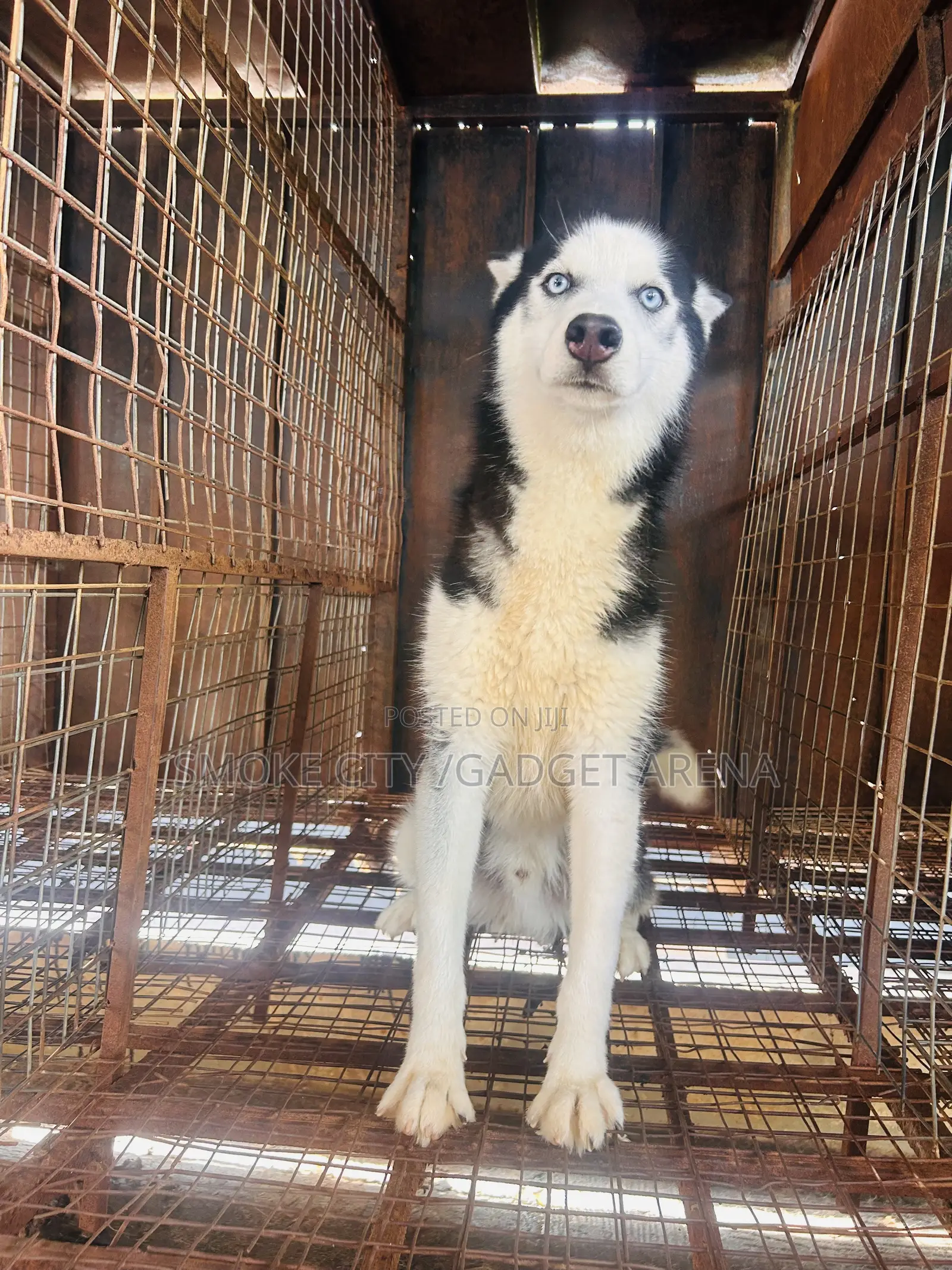 Husky Stud Services , Male for Crossing