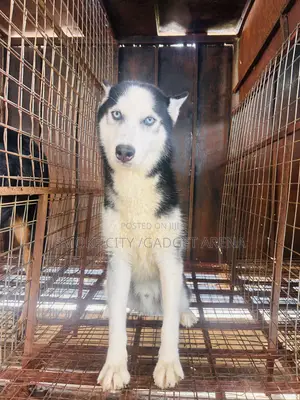 Husky Stud Services , Male for Crossing