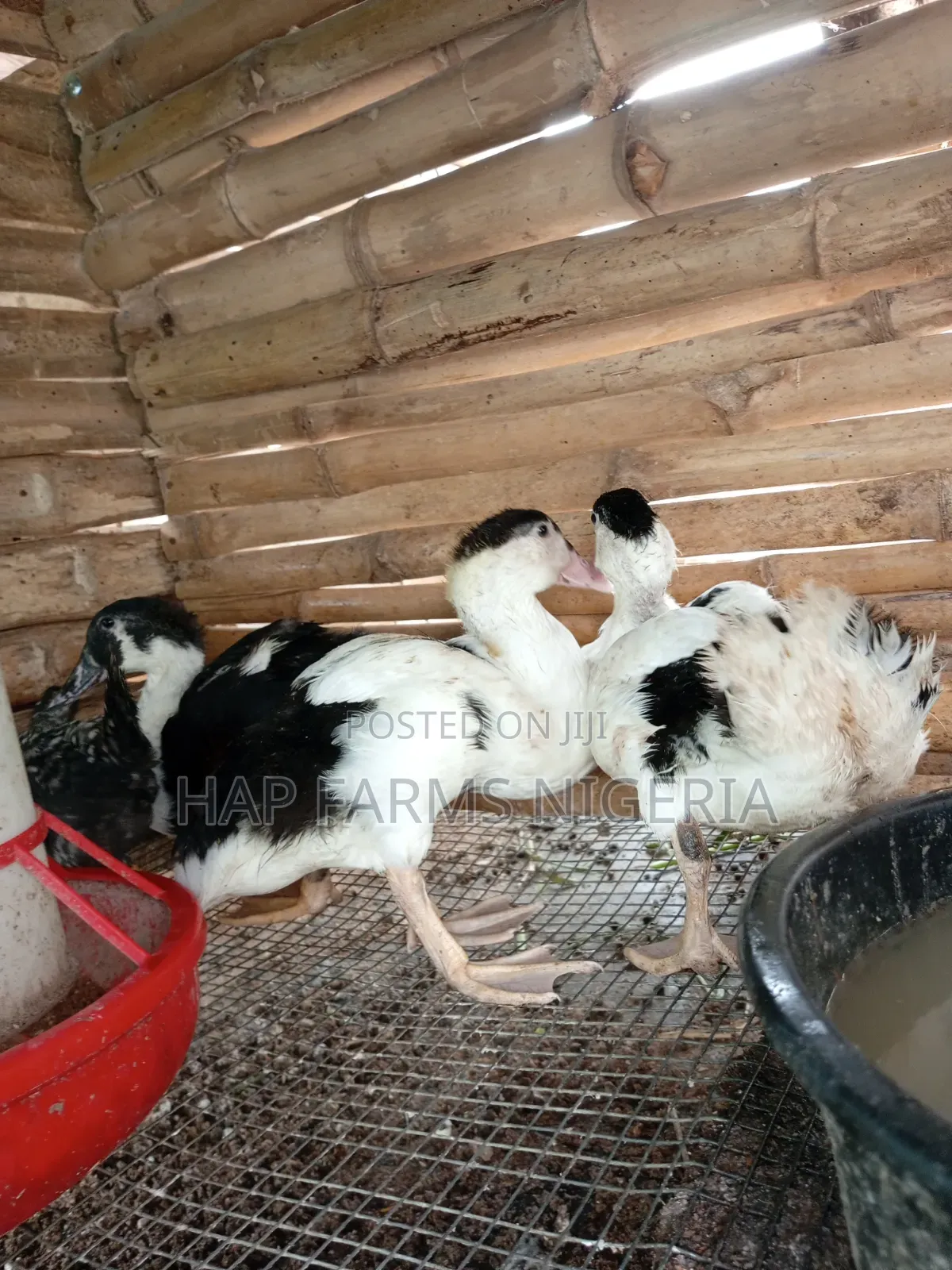 Foreign Duck Growers