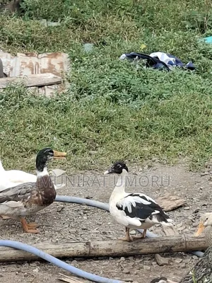 Ducks (Mallards,muscovies and Fertilized Duck Eggs).