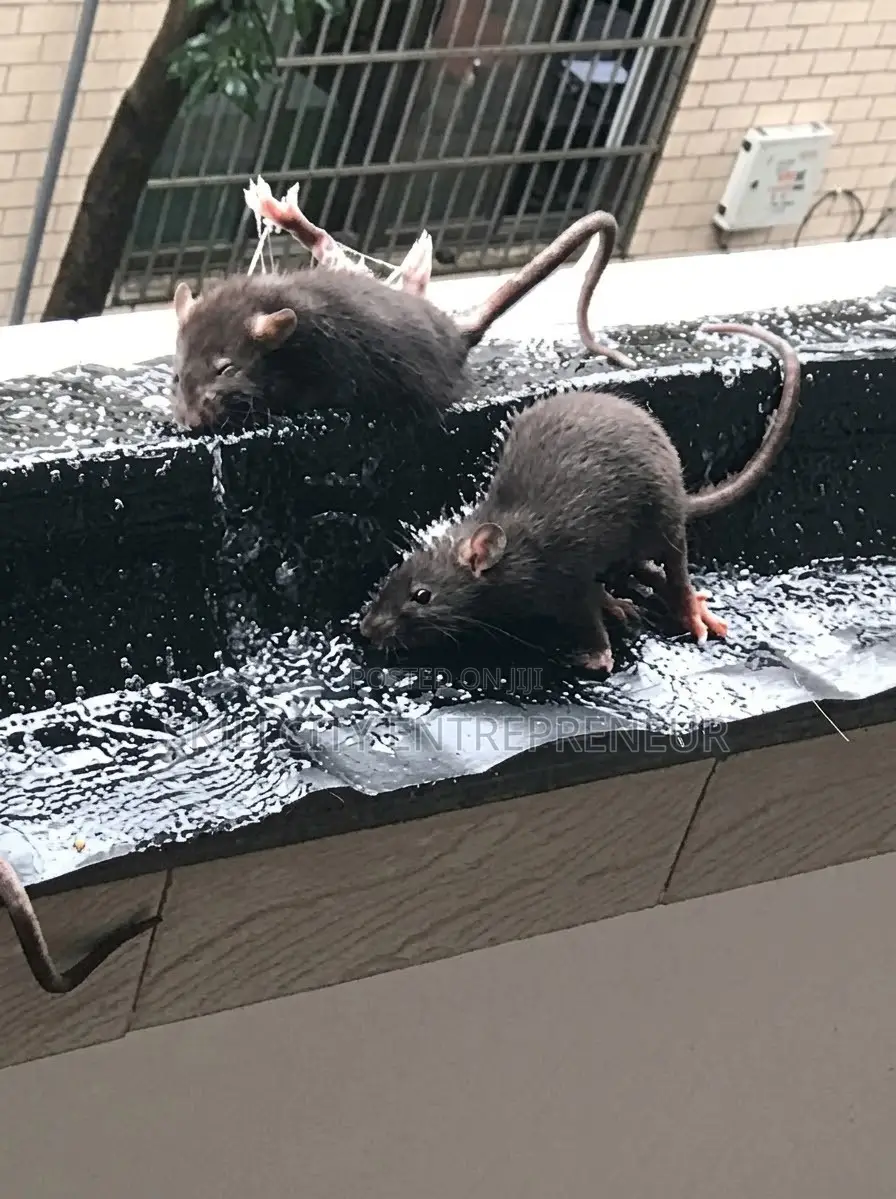 Large Black Rat Gum Trap