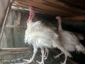Imported Turkey