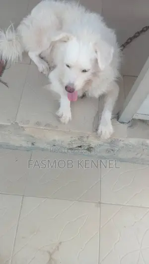1+ year Male Purebred American Eskimo