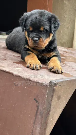 1-3 months Female Purebred Rottweiler