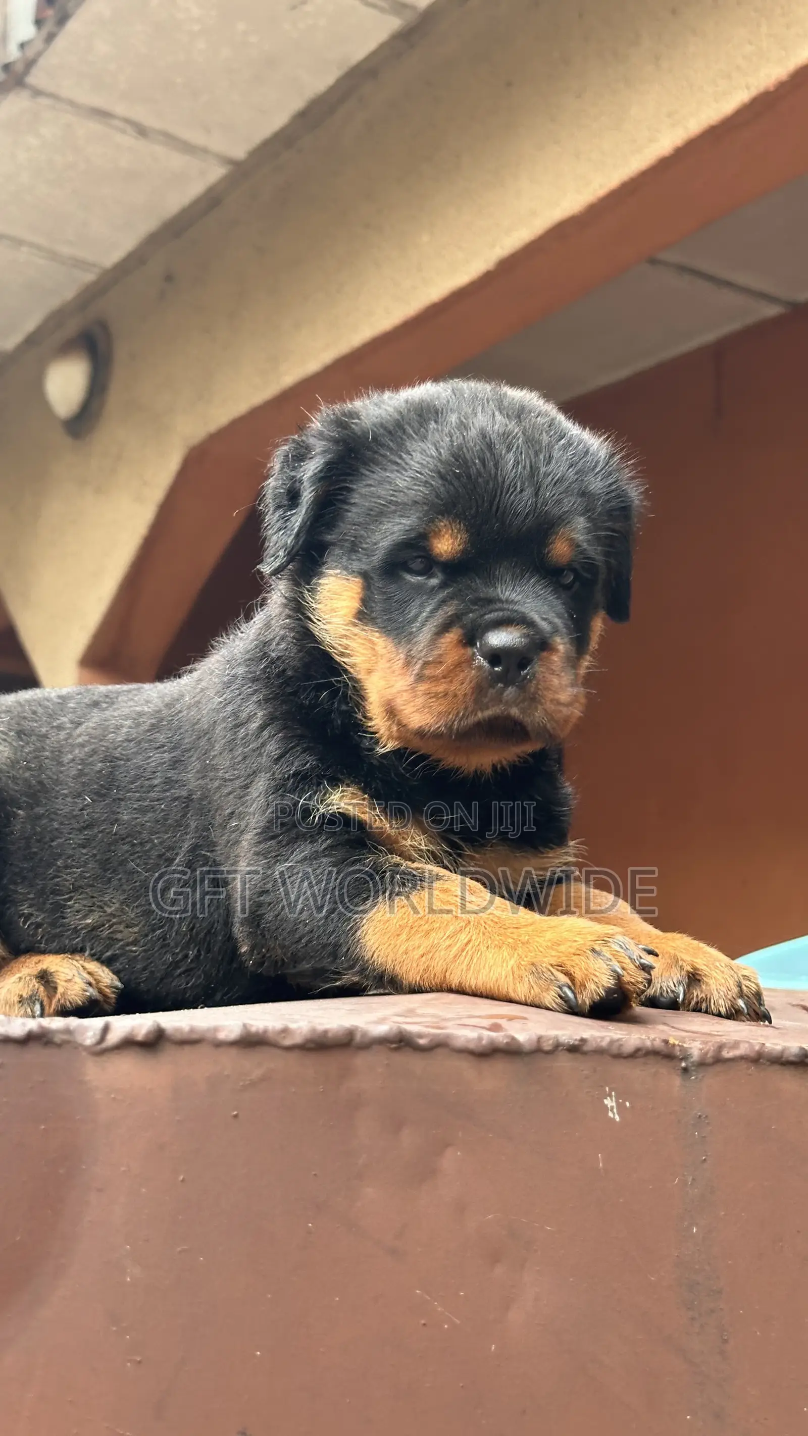 1-3 months Female Purebred Rottweiler