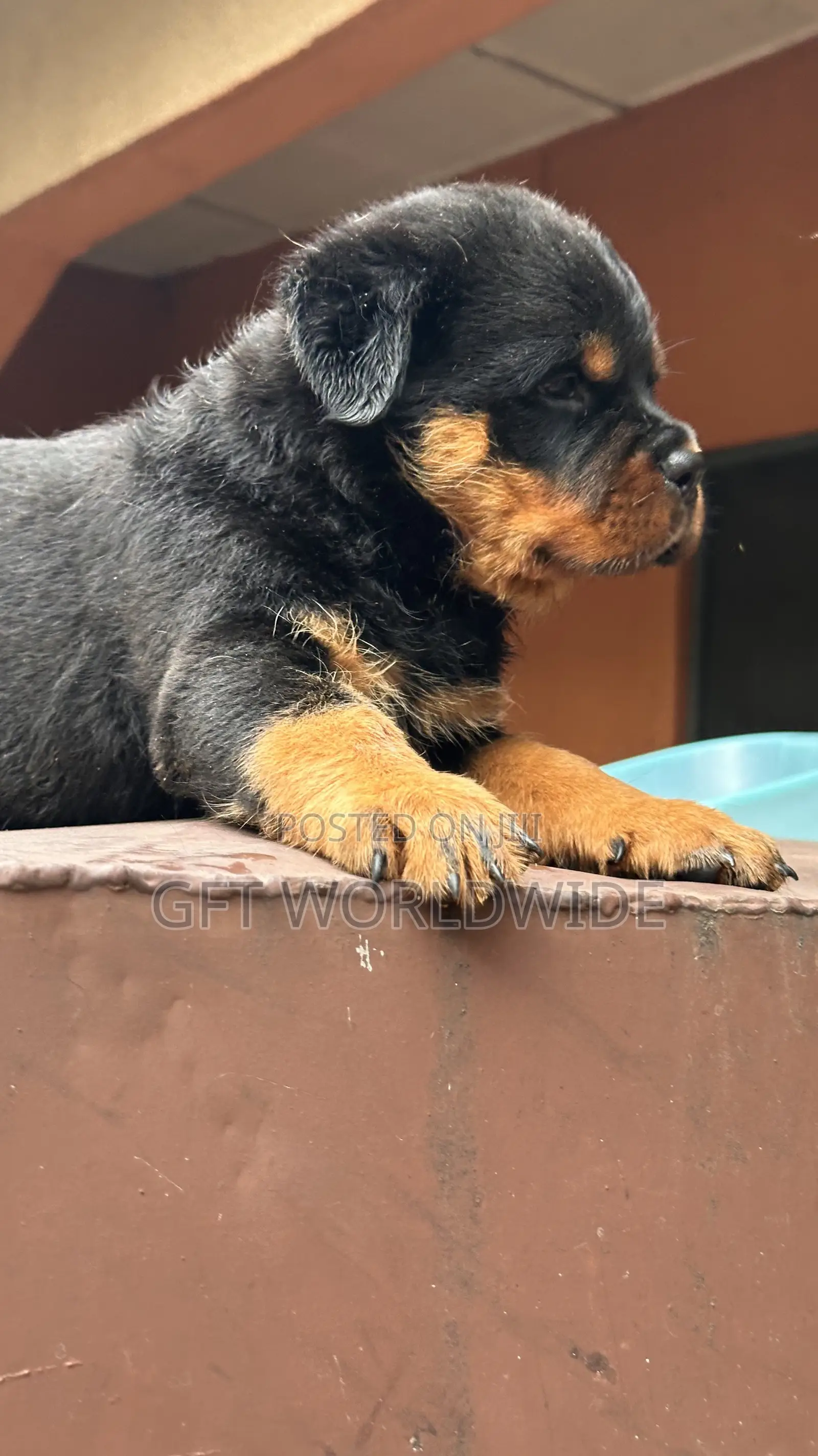1-3 months Female Purebred Rottweiler