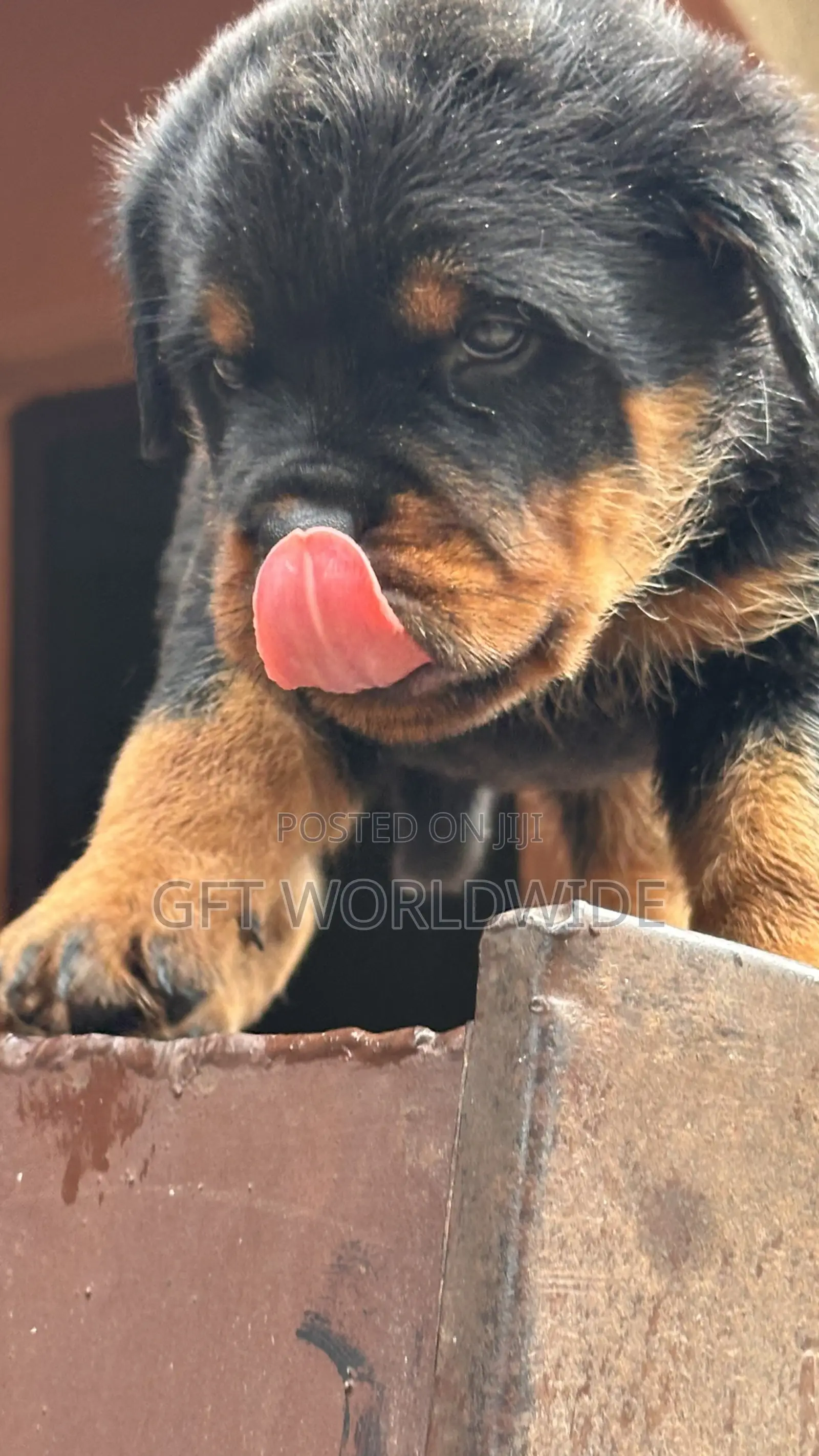 1-3 months Female Purebred Rottweiler