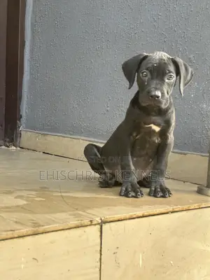 1-3 months Female Purebred Cane Corso