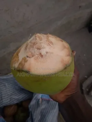 Fresh Coconut Fruit