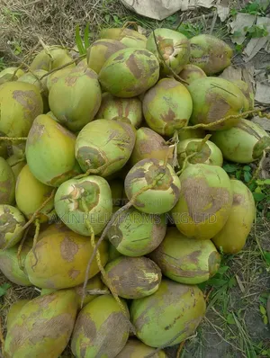 Fresh Coconut Fruit