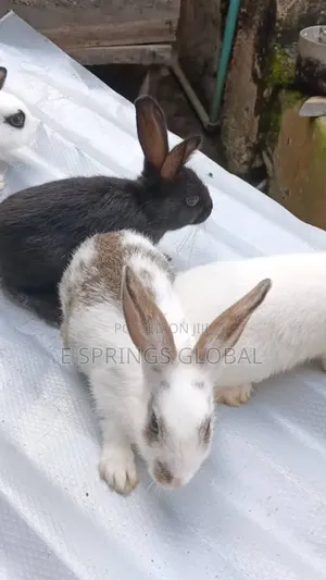Rabbit Available for Sale