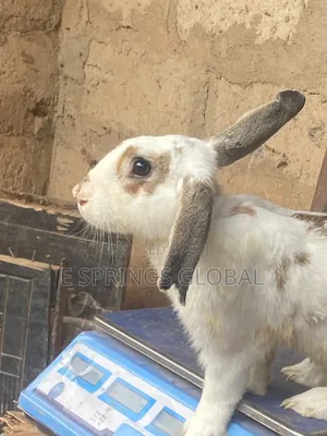 Rabbit Available for Sale