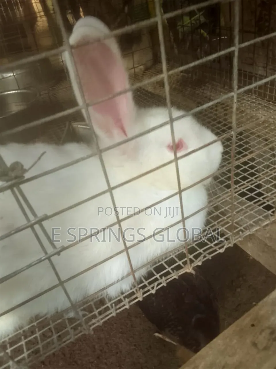 Rabbit Available for Sale