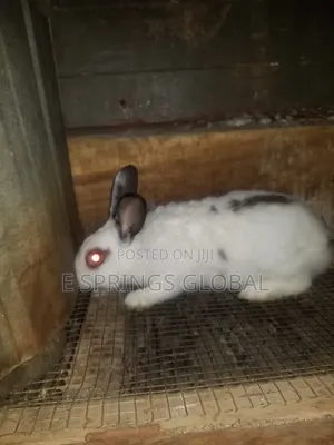 Rabbit Available for Sale