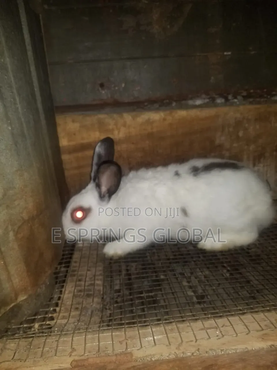 Rabbit Available for Sale