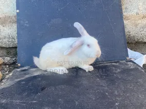 Rabbit Available for Sale