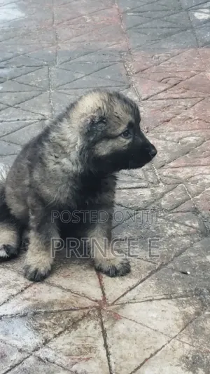 1-3 months Male Purebred Caucasian Shepherd