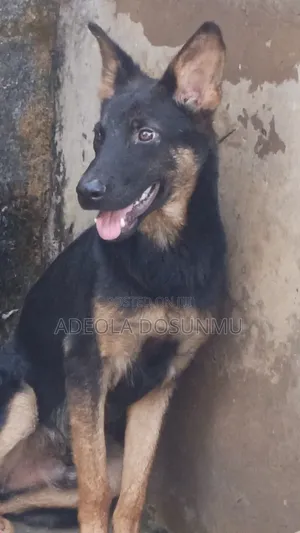6-12 months Male Purebred German Shepherd