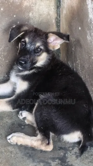 3-6 months Male Purebred German Shepherd