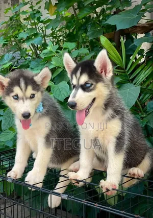 3-6 months Female Purebred Siberian Husky