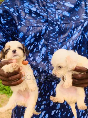 1-3 months Female Purebred Lhasa Apso