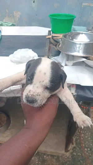 1-3 months Female Purebred American Pit Bull Terrier