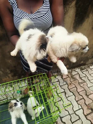 3-6 months Female Purebred American Eskimo
