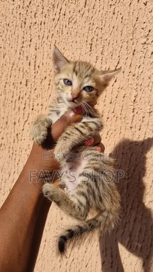 1-3 months Male Mixed Breed Tabby